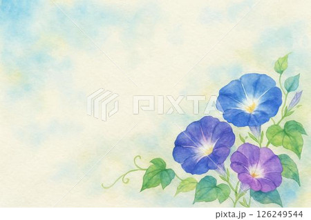 アサガオ 126249544