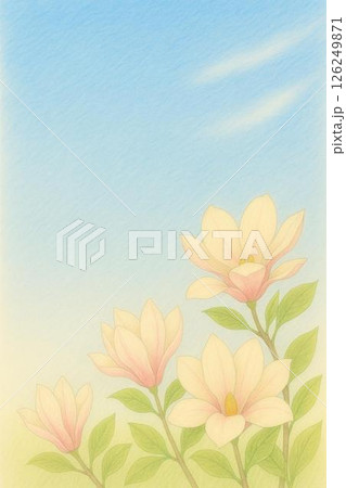 ポストカード　モクレン 126249871