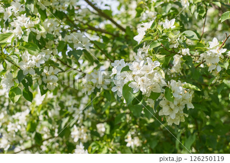 Blooming white apple blossoms in sunlit orchard with lush greenery 126250119