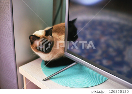 Siamese cat curled up on turquoise mat beside modern flat screen tv in cozy home 126250120