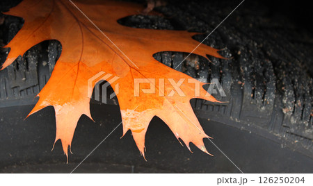 Car Tire With Wet Leaf On It Detailed Stock Photo 126250204