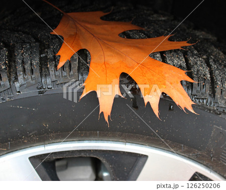 Brown Leaf Stick To The Wet Vehicle Tire Closeup View 126250206