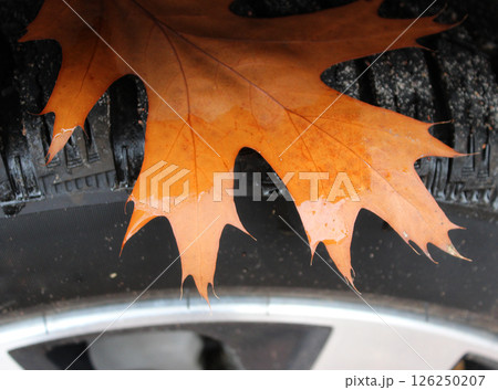 Fallen Leaf On All Weather Car Tire Stock Photo 126250207
