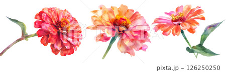 Set of flower, Zinnia in watercolor style isolated on a transparent background. 126250250