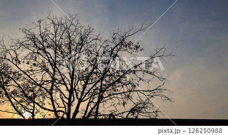 Silhouette Tree in the sunset. 126250988