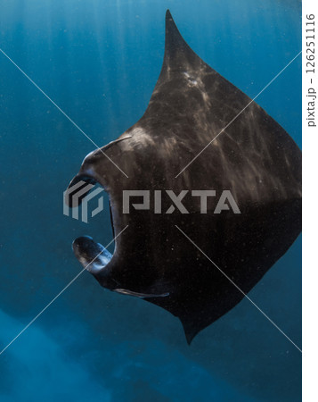 Manta ray fish in ocean. Snorkeling with sting ray fish in blue sea 126251116