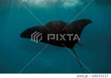 Manta ray fish swims underwater. Snorkeling with sting ray fish in tropical sea 126251117