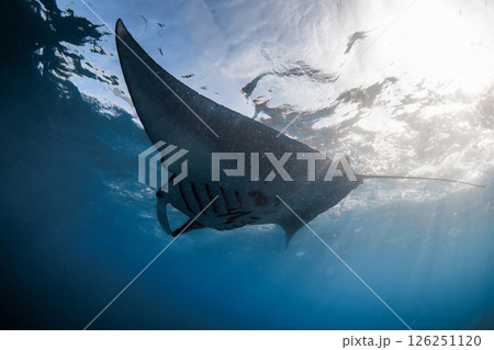 Manta ray fish glide underwater in ocean. Snorkeling with sting ray fish in blue sea 126251120