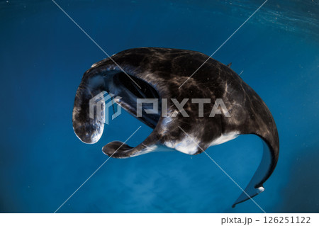 Manta ray glides underwater in blue sea with sun rays 126251122