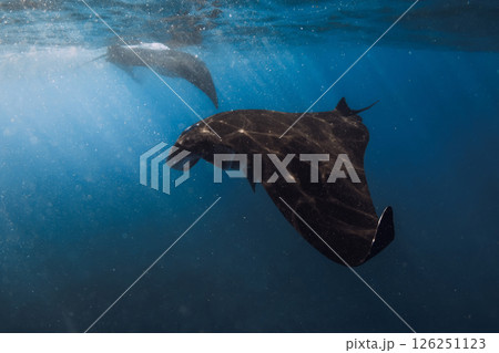 Manta rays swims in ocean. Snorkeling with sting ray fish in sea Manta rays swims in ocean. Snorkeling with sting ray fish in sea 126251123
