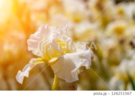 Iris flower blossom: White irises bloom in garden during sunny spring daytime for pollination and beauty. Iris flower blossom: White irises bloom in garden during sunny spring daytime for pollination and beauty. 126251567
