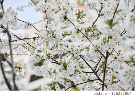 A Gorgeous White Blossom Miraculously Blooms on a Refreshing Spring Day in Nature A Gorgeous White Blossom Miraculously Blooms on a Refreshing Spring Day in Nature 126251864