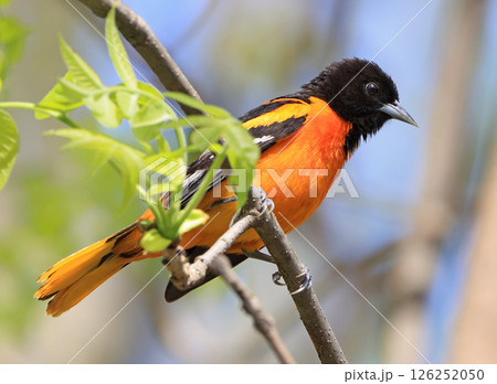 Baltimore oriole perched on a tree trunk in the forest, Canada Baltimore oriole perched on a tree trunk in the forest, Canada 126252050