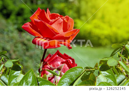 blooming red rose in green garden 126252145