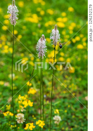 bee and flower. Plantago media, known as the hoary plantain, is a species of flowering plant in the plantain family Plantaginaceae 126252179