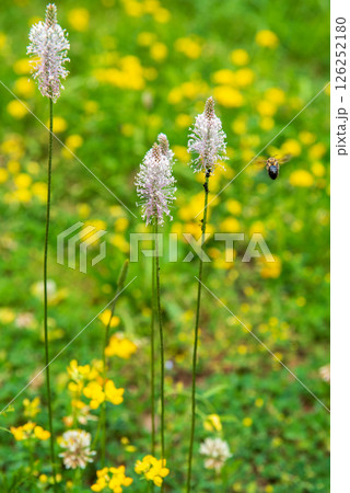 bee and flower. Plantago media, known as the hoary plantain, is a species of flowering plant in the plantain family Plantaginaceae 126252180