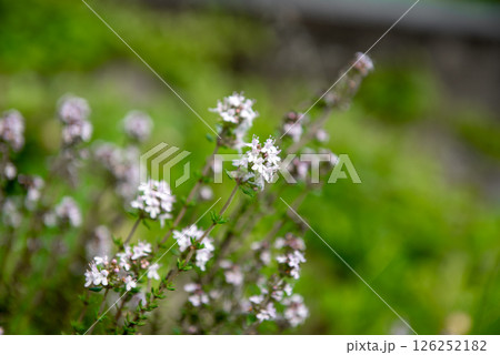 Pillow thyme, Thymus caespititius is a loosely cushiony subshrub with small, hairy, medium green leaves on thin, woody stems. 126252182