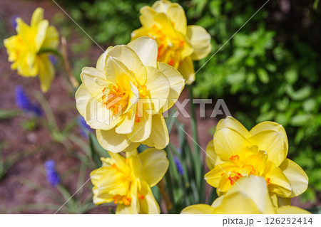 Beautiful spring yellow double petals daffodil flower in full bloom, flowerbed in park or garden 126252414