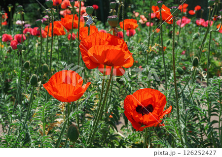 Red poppies flowers blossom on wild field or meadow in green grass. Nature, floral background. Red poppies flowers blossom on wild field or meadow in green grass. Nature, floral background. 126252427
