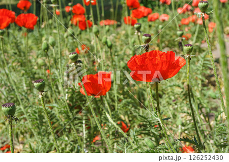 Red poppies, papaver flowers blossom on wild field, meadow in green grass. Nature, floral background Red poppies, papaver flowers blossom on wild field, meadow in green grass. Nature, floral background 126252430