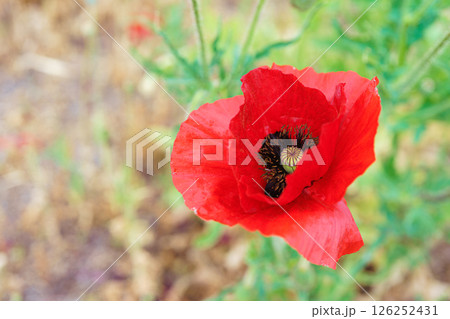 Red poppy, papaver flower blossom on wild field or meadow, green grass. Nature, floral background Red poppy, papaver flower blossom on wild field or meadow, green grass. Nature, floral background 126252431