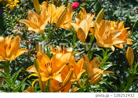 Bush of orange lilies flower with white petals in sunny summer garden 126252432