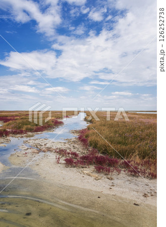 picturesque meadows and swamps of the island of Dzhagarych picturesque meadows and swamps of the island of Dzhagarych 126252738