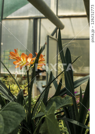 A vase of flowers next to a window 126252773
