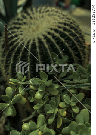 huge green round cactus and succulents around it. A close up of a plant 126252774