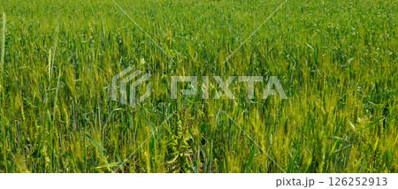 Green wheat field. Wheat ears close-up. Green wheat field. Wheat ears close-up. 126252913