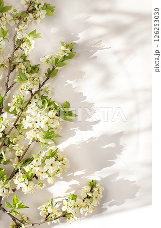 Abstract floral arrangement with beautiful spring cherry blossom branches on elegant sunny background. Still life with space for text, Floral holiday card with summer greeting concept, Abstract floral arrangement with beautiful spring cherry blossom branches on elegant sunny background. Still life with space for text, Floral holiday card with summer greeting concept, 126253030