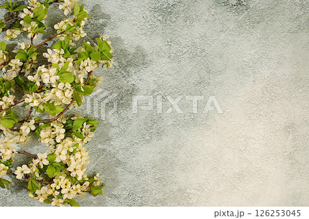 Abstract floral arrangement with beautiful spring cherry blossom branches on concrete sunny background. Still life with space for text, Floral holiday card with summer greeting concept, banner 126253045