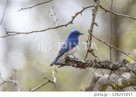 枝にとまるオオルリ 126253857