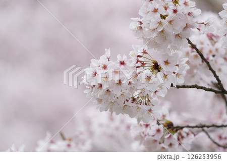 春の日差しを浴びる桜 春の日差しを浴びる桜 126253956