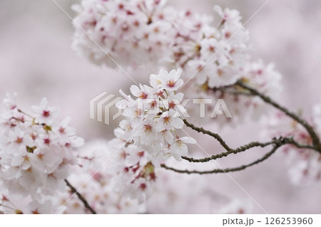 春の日差しを浴びる桜 126253960