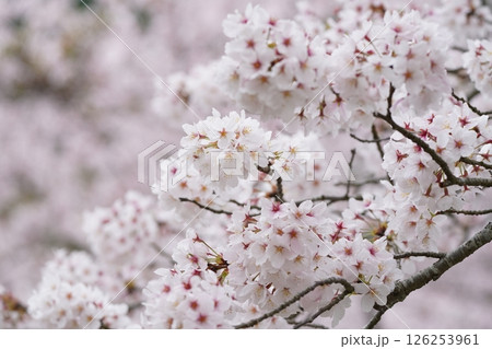 春の日差しを浴びる桜 126253961