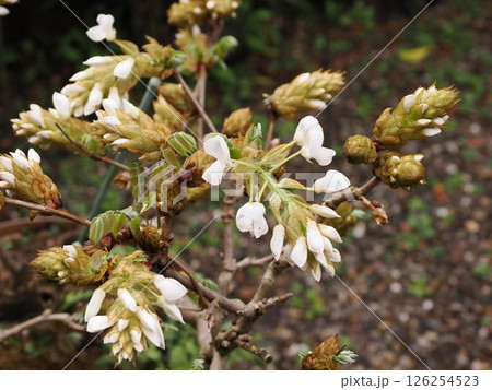 庭の白い藤の花の咲き始め 庭の白い藤の花の咲き始め 126254523