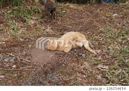 可愛い茶トラの子猫とお母さん猫 126254654