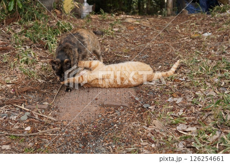 可愛い茶トラの子猫とお母さん猫 126254661