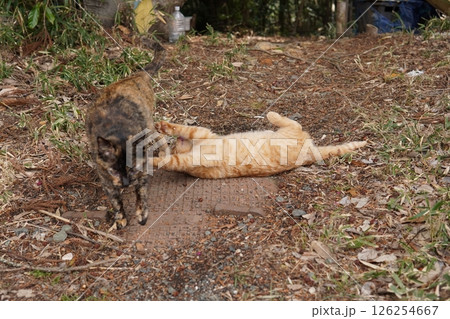 可愛い茶トラの子猫とお母さん猫 126254667