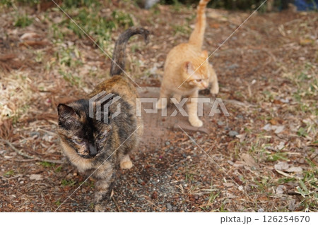 可愛い茶トラの子猫とお母さん猫 可愛い茶トラの子猫とお母さん猫 126254670