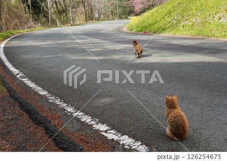 可愛い茶トラの子猫とお母さん猫 126254675