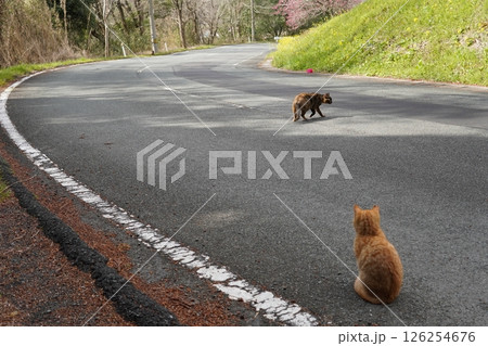 可愛い茶トラの子猫とお母さん猫 可愛い茶トラの子猫とお母さん猫 126254676