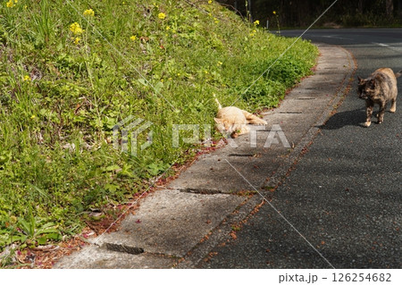 可愛い茶トラの子猫とお母さん猫 126254682