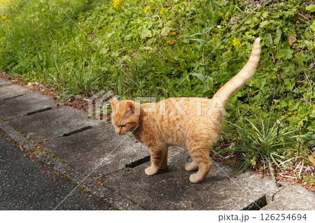 可愛い茶トラの子猫とお母さん猫 可愛い茶トラの子猫とお母さん猫 126254694