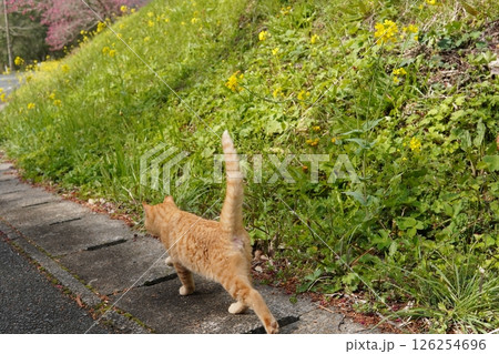 可愛い茶トラの子猫とお母さん猫 126254696