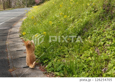 可愛い茶トラの子猫とお母さん猫 126254705