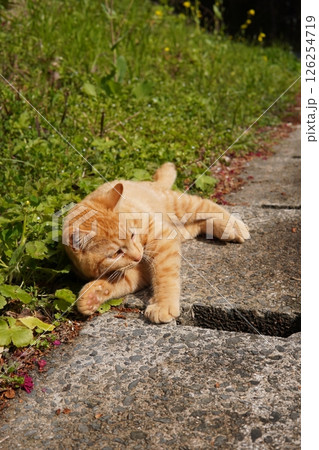可愛い茶トラの子猫とお母さん猫 可愛い茶トラの子猫とお母さん猫 126254719