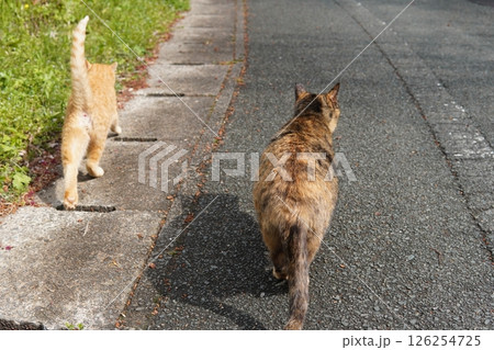 可愛い茶トラの子猫とお母さん猫 126254725