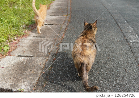 可愛い茶トラの子猫とお母さん猫 126254726